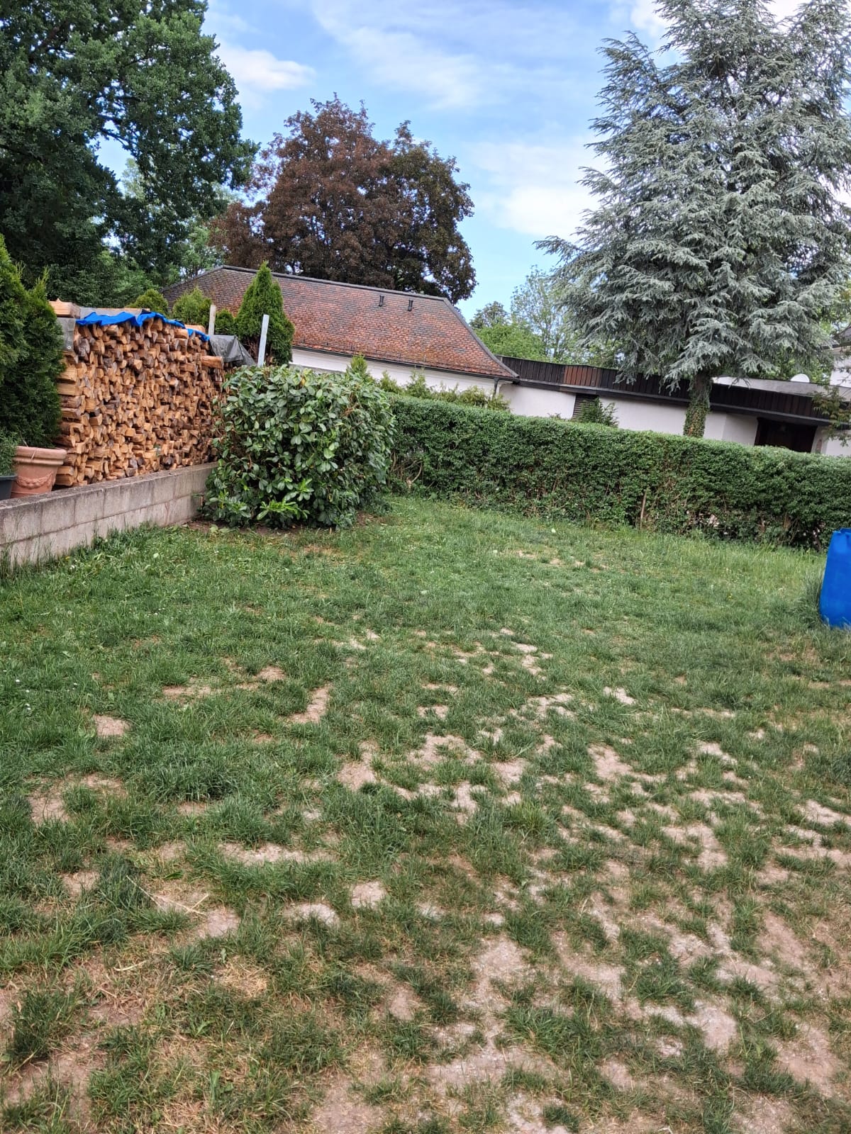 Heckenschnitt Referenz – Kormanns Gartenpflege